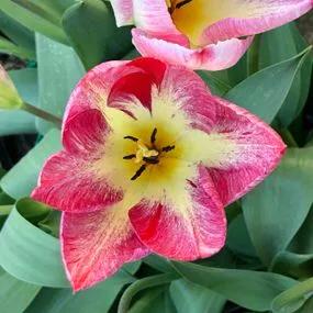 Flaming Purissima Tulip (Tulipa Flaming Purissima) Img 1